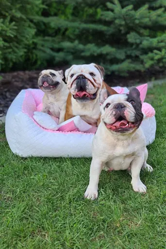 Bazkar-Bis Akcesoria dla zwierząt